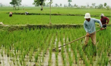 Ministry of Agriculture & Manpower Collaborate to Develop Modern Farming