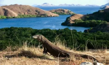 7 Pulau di Indonesia yang Diambil dari Nama Hewan, Tidak Hanya Komodo