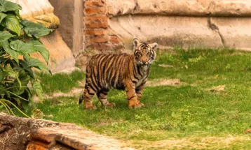 Bakso, Bayi Harimau Sumatra Mulai Dipamerkan ke Publik di Disney's Animal Kingdom